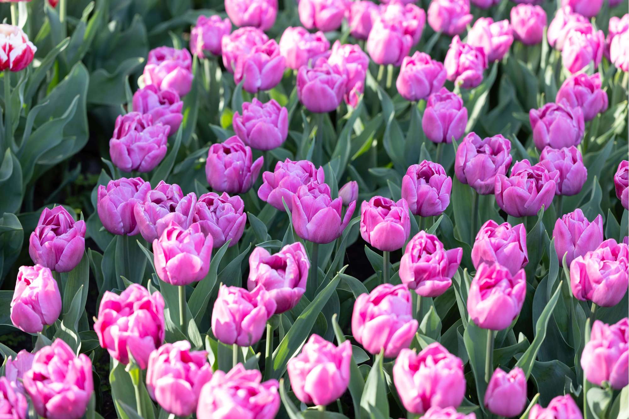 Tulpe 'Double You'